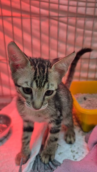 【待認養】混種貓 貓 (男生) - 新北市八里區公立動物之家