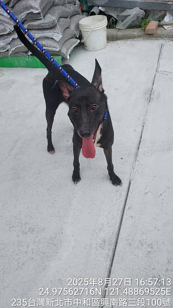 【待認養】混種犬 狗 (女生) - 新北市中和區公立動物之家