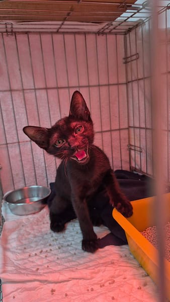 【待認養】混種貓 貓 (男生) - 新北市八里區公立動物之家