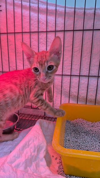 【待認養】混種貓 貓 (男生) - 新北市八里區公立動物之家