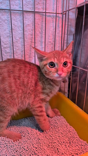 【待認養】混種貓 貓 (男生) - 新北市八里區公立動物之家