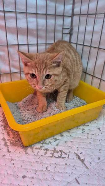 【待認養】混種貓 貓 (男生) - 新北市八里區公立動物之家