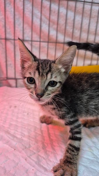 【待認養】混種貓 貓 (男生) - 新北市八里區公立動物之家