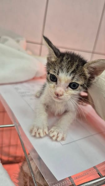 【待認養】混種貓 貓 (女生) - 新北市八里區公立動物之家