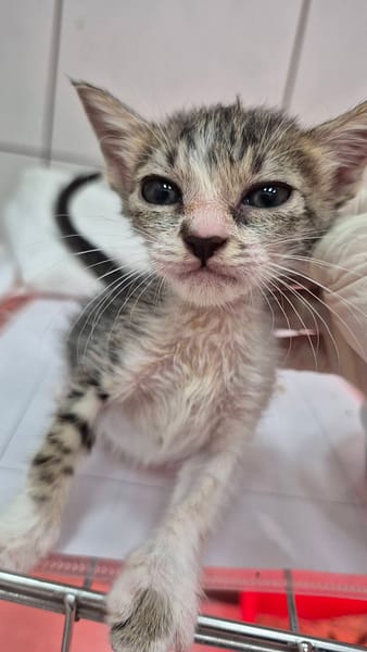 【待認養】混種貓 貓 (女生) - 新北市八里區公立動物之家