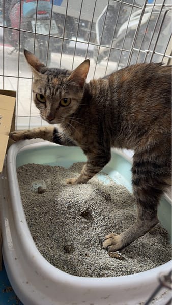 【待認養】混種貓 貓 (女生) - 新北市八里區公立動物之家