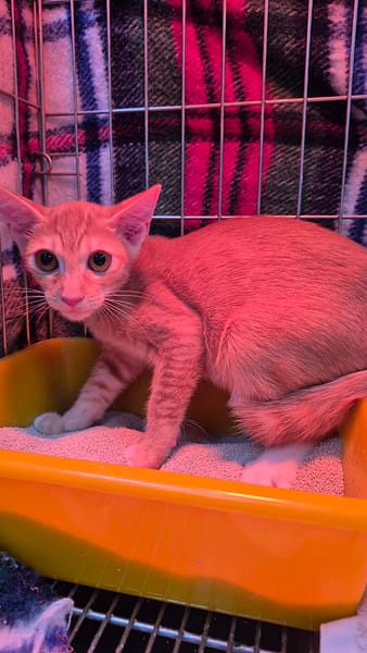 【待認養】混種貓 貓 (男生) - 新北市八里區公立動物之家