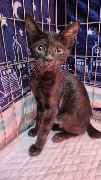 【待認養】混種貓 貓 (女生) - 新北市八里區公立動物之家