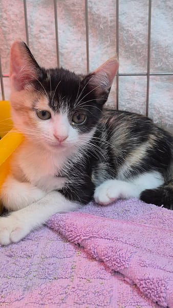 【待認養】混種貓 貓 (女生) - 新北市八里區公立動物之家