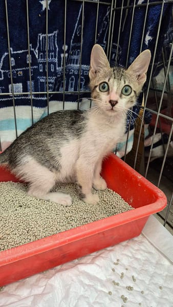 【待認養】混種貓 貓 (男生) - 新北市八里區公立動物之家