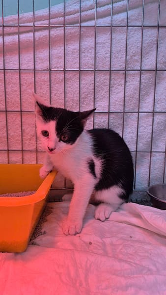 【待認養】混種貓 貓 (男生) - 新北市八里區公立動物之家