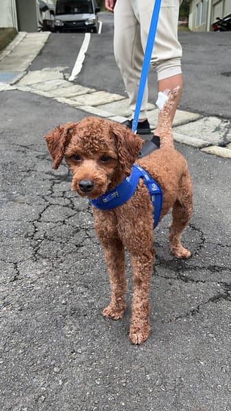 【待認養】貴賓犬 狗 (男生) - 基隆市寵物銀行