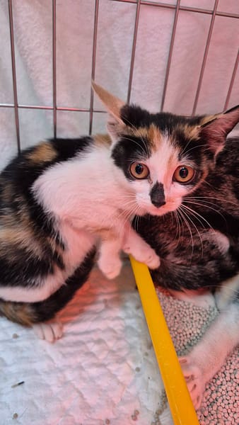 【待認養】混種貓 貓 (女生) - 新北市八里區公立動物之家