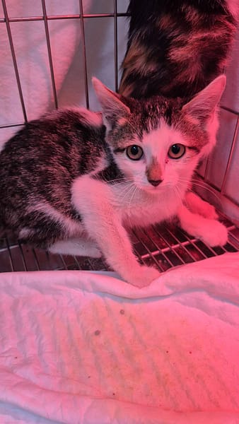 【待認養】混種貓 貓 (女生) - 新北市八里區公立動物之家