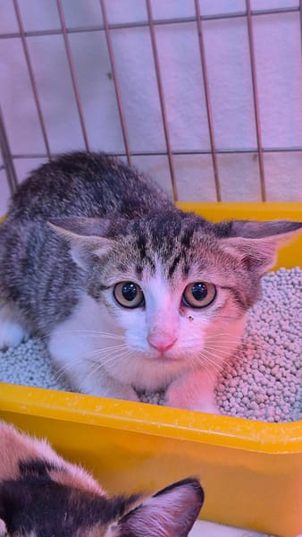 【待認養】混種貓 貓 (男生) - 新北市八里區公立動物之家