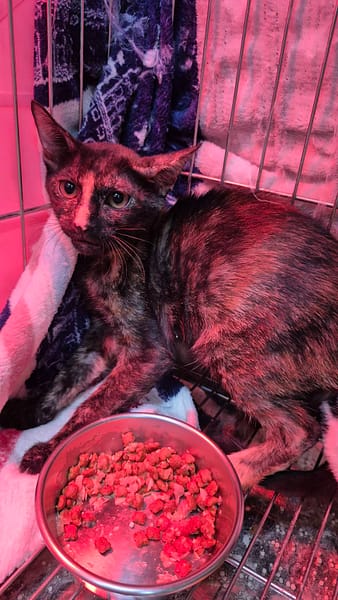 【待認養】混種貓 貓 (女生) - 新北市八里區公立動物之家