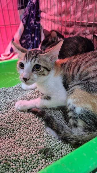 【待認養】混種貓 貓 (女生) - 新北市八里區公立動物之家