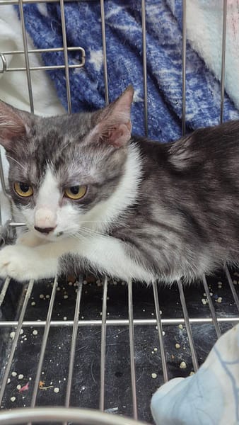 【待認養】混種貓 貓 (男生) - 新北市八里區公立動物之家