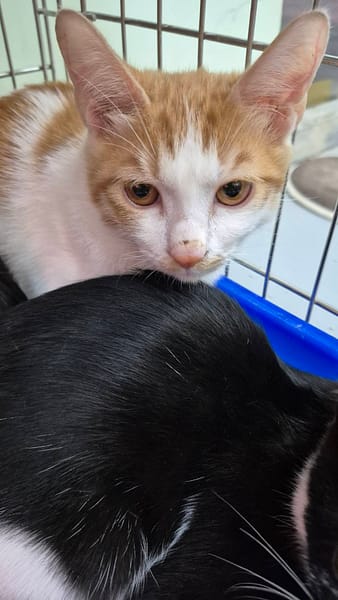 【待認養】混種貓 貓 (男生) - 新北市八里區公立動物之家