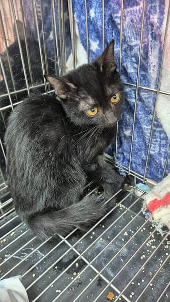 【待認養】混種貓 貓 (男生) - 新北市八里區公立動物之家