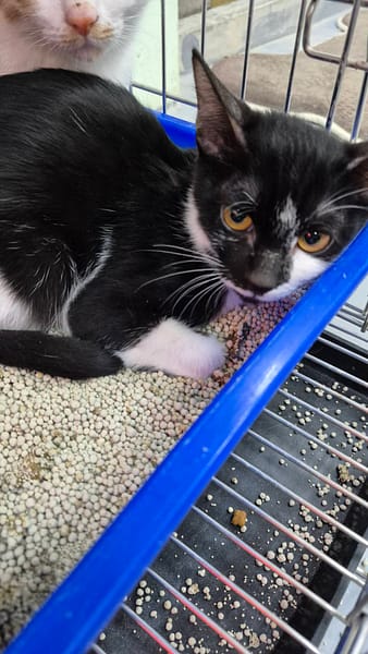 【待認養】混種貓 貓 (女生) - 新北市八里區公立動物之家