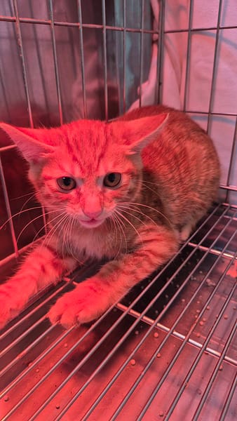 【待認養】混種貓 貓 (男生) - 新北市八里區公立動物之家