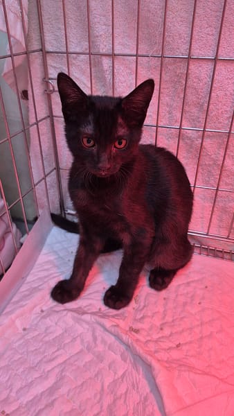 【待認養】混種貓 貓 (男生) - 新北市八里區公立動物之家