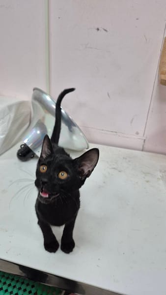 【待認養】混種貓 貓 (女生) - 新北市八里區公立動物之家