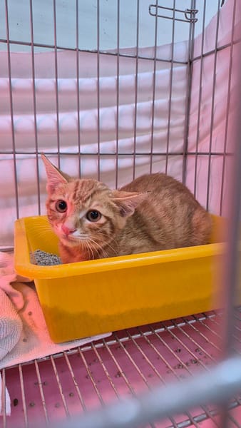 【待認養】混種貓 貓 (男生) - 新北市八里區公立動物之家