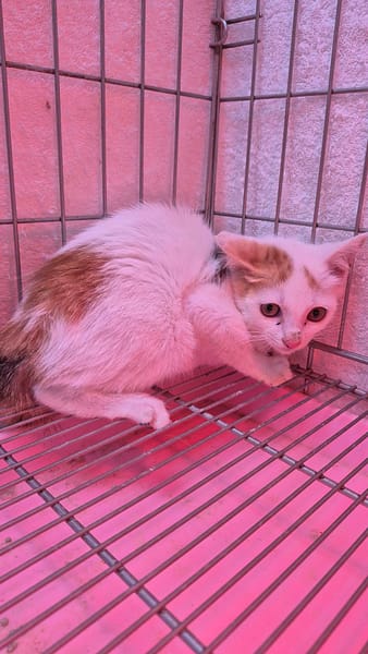 【待認養】混種貓 貓 (女生) - 新北市八里區公立動物之家