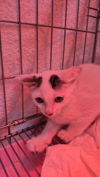 【待認養】混種貓 貓 (男生) - 新北市八里區公立動物之家