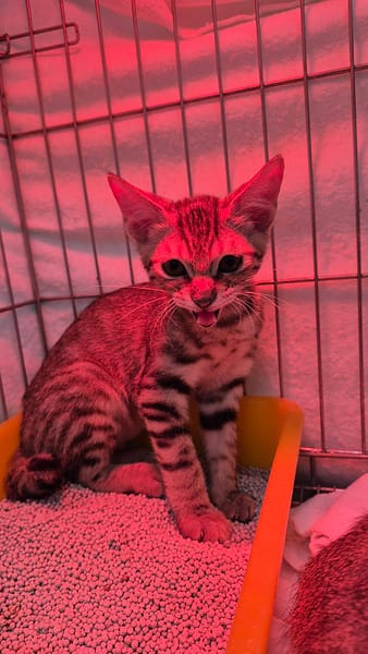 【待認養】混種貓 貓 (男生) - 新北市八里區公立動物之家