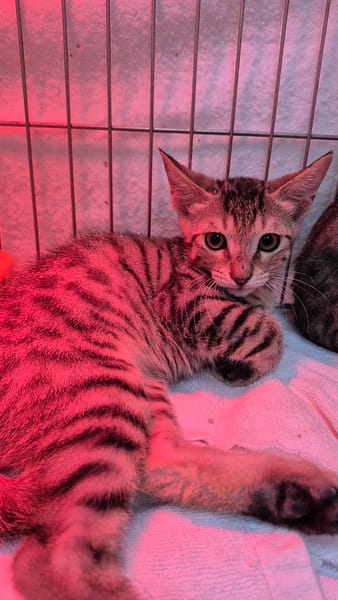 【待認養】混種貓 貓 (男生) - 新北市八里區公立動物之家