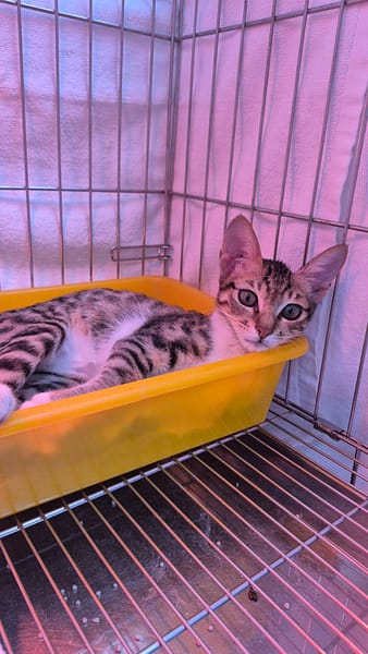 【待認養】混種貓 貓 (女生) - 新北市八里區公立動物之家