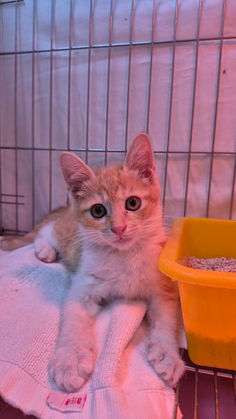 【待認養】混種貓 貓 (男生) - 新北市八里區公立動物之家