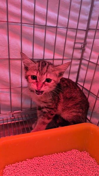 【待認養】混種貓 貓 (女生) - 新北市八里區公立動物之家