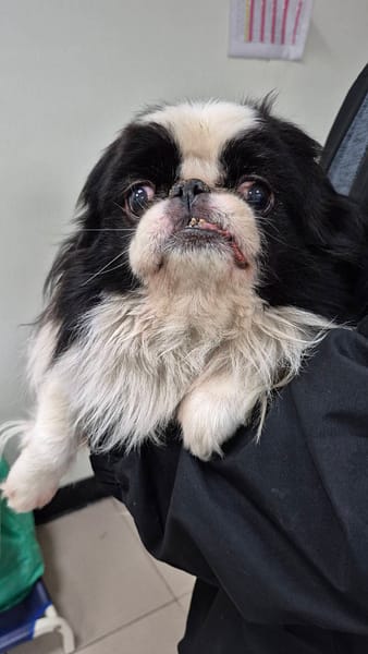 【待認養】日本狆 狗 (男生) - 新北市八里區公立動物之家