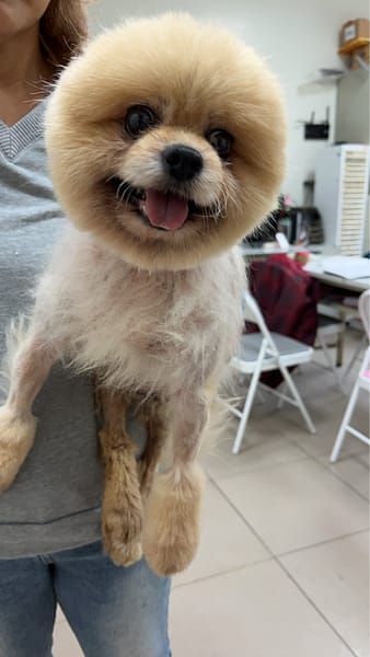 【待認養】博美犬 狗 (男生) - 新北市八里區公立動物之家