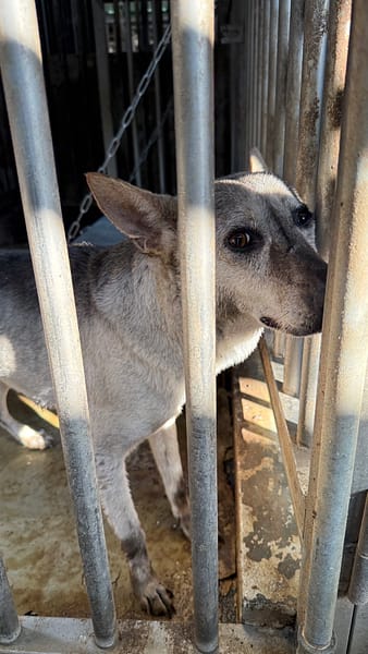 【待認養】混種犬 狗 (女生) - 臺南市動物之家善化站