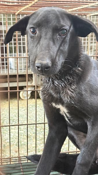 【待認養】混種犬 狗 (女生) - 臺南市動物之家善化站