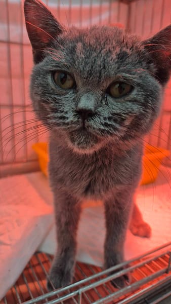 【待認養】英國短毛貓 貓 (女生) - 新北市八里區公立動物之家