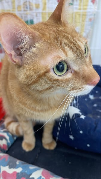 【待認養】混種貓 貓 (男生) - 基隆市寵物銀行