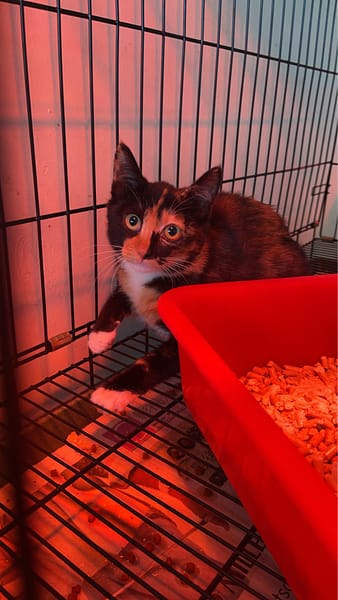 【待認養】混種貓 貓 (未知) - 基隆市寵物銀行