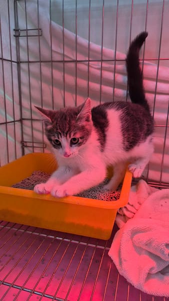 【待認養】混種貓 貓 (女生) - 新北市八里區公立動物之家