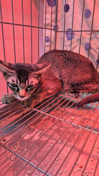 【待認養】混種貓 貓 (女生) - 新北市八里區公立動物之家