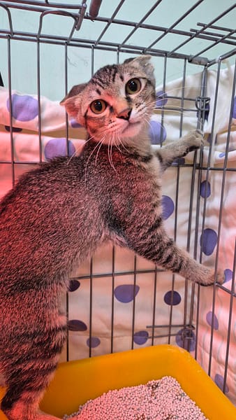 【待認養】混種貓 貓 (女生) - 新北市八里區公立動物之家