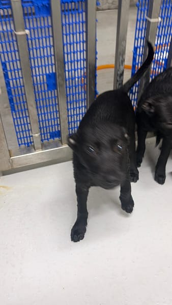 【待認養】混種犬 狗 (男生) - 基隆市寵物銀行