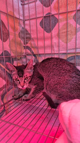 【待認養】混種貓 貓 (女生) - 新北市八里區公立動物之家