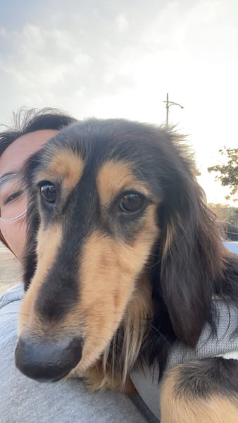 【急尋】長毛臘腸 - 桃園市龜山區大岡國中附近 (黑四目)