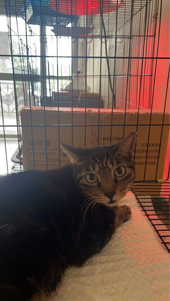 【待認養】混種貓 貓 (女生) - 基隆市寵物銀行